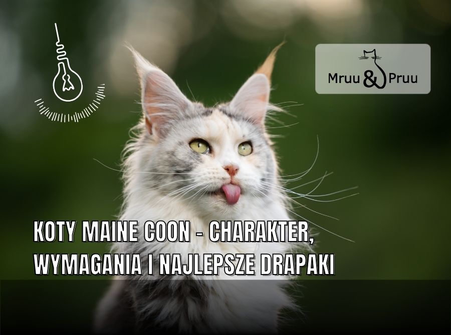 Koty Maine Coon – Charakter, Wymagania i Najlepsze Drapaki